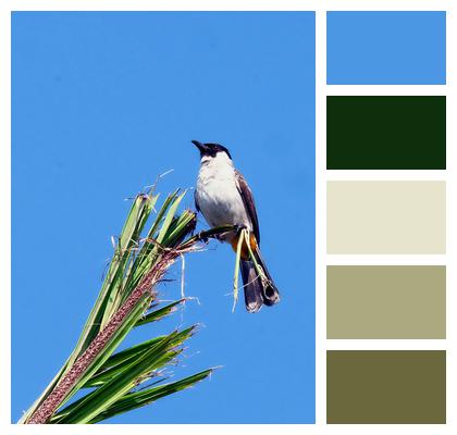 Bird Wildlife Sooty Head Bulbul Image